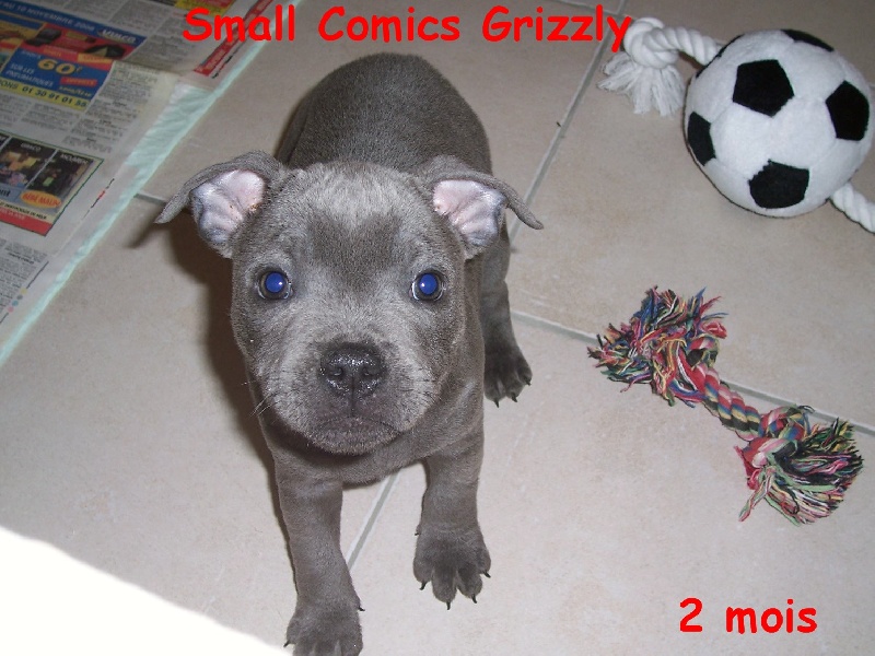 small comics Grizzly