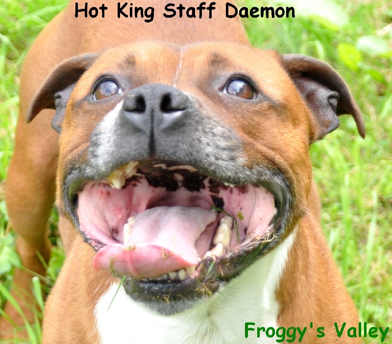 hot king staff Daemon