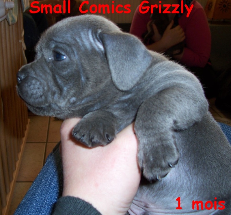 small comics Grizzly