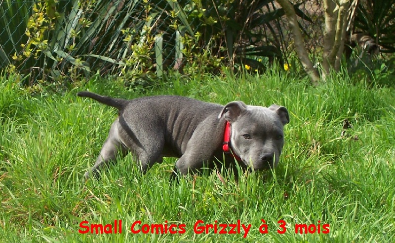 small comics Grizzly