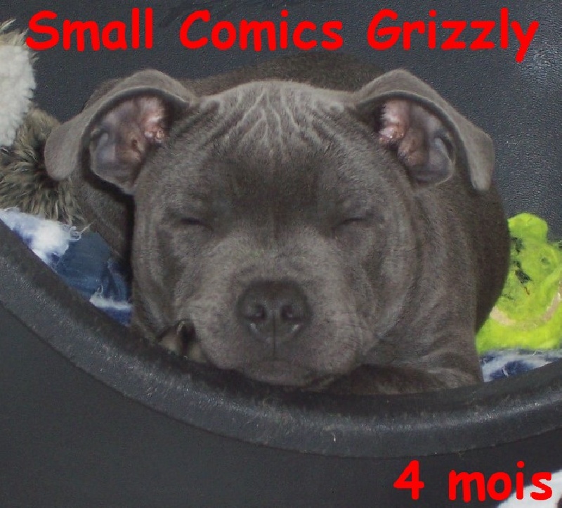 small comics Grizzly