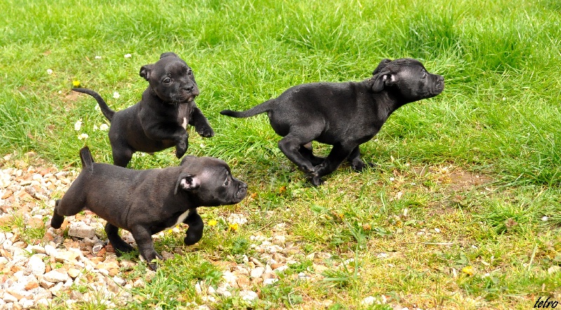 of froggy's valley - Staffordshire Bull Terrier - Portée née le 24/02/2012