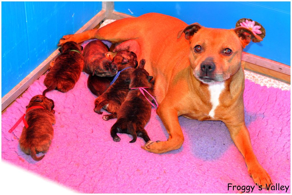 chiot Staffordshire Bull Terrier of froggy's valley
