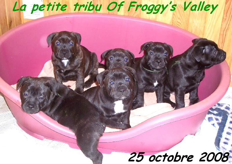 of froggy's valley - Staffordshire Bull Terrier - Portée née le 10/09/2008