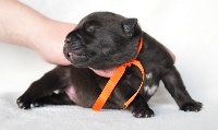 CHIOT ruban orange