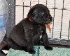 CHIOT ruban orange