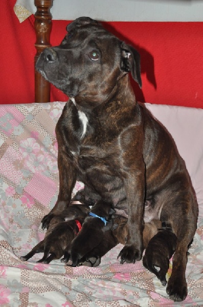 of froggy's valley - Staffordshire Bull Terrier - Portée née le 16/09/2011