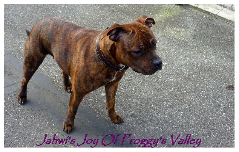 Jahwi's joy of froggy's valley