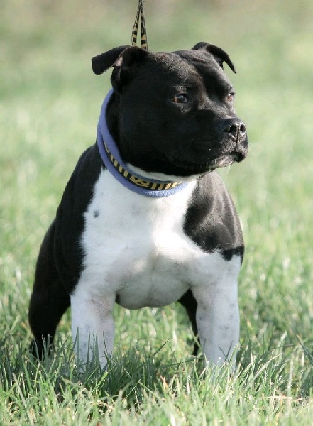 Jack'n black of froggy's valley