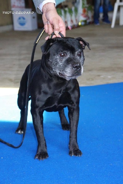 CH. Buster of froggy's valley