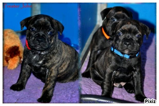 of froggy's valley - Chiots disponibles